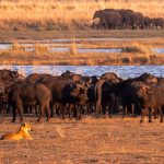 Can I combine Botswana and Uganda in one safari