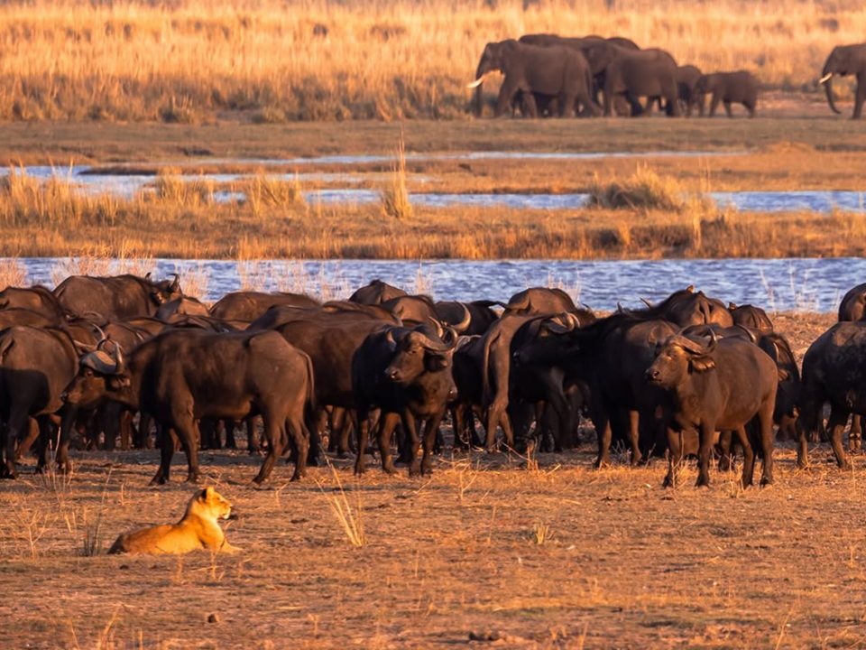 Can I combine Botswana and Uganda in one safari