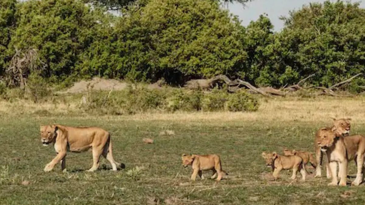 Are Botswana and Uganda Safe for Tourists