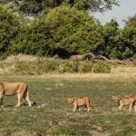 Are Botswana and Uganda Safe for Tourists