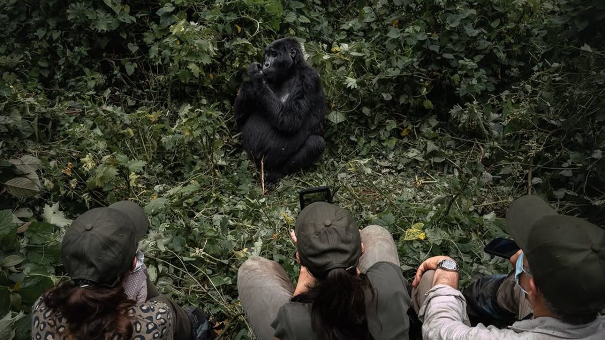 Which Bwindi Sector Is Best for Gorilla Trekking