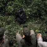 Which Bwindi Sector Is Best for Gorilla Trekking