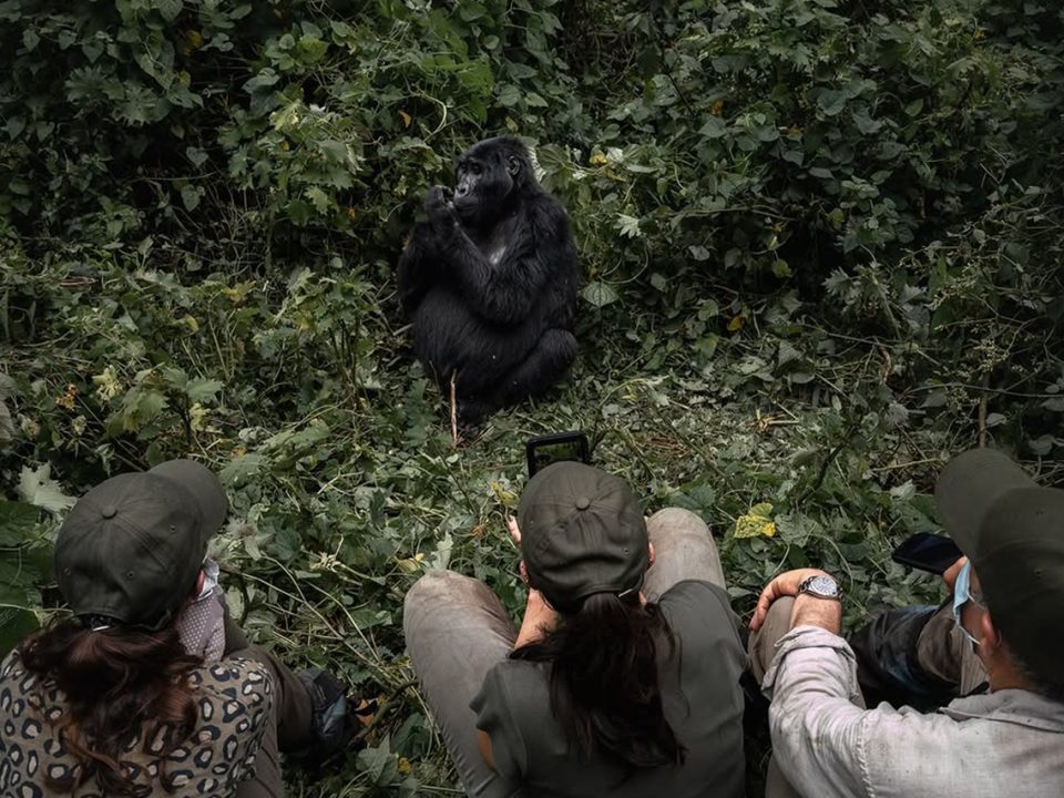 Which Bwindi Sector Is Best for Gorilla Trekking