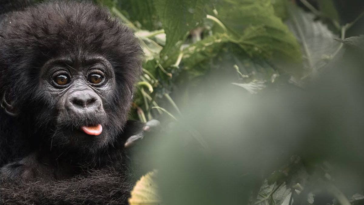 How to Plan a Bwindi Gorilla Trekking Safari