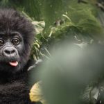 How to Plan a Bwindi Gorilla Trekking Safari