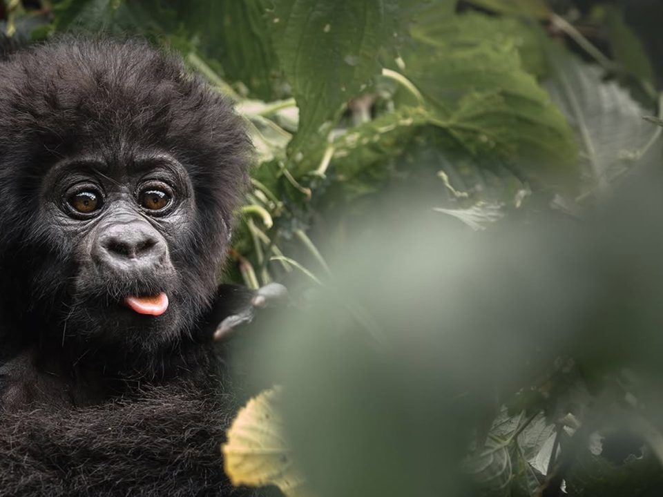 How to Plan a Bwindi Gorilla Trekking Safari