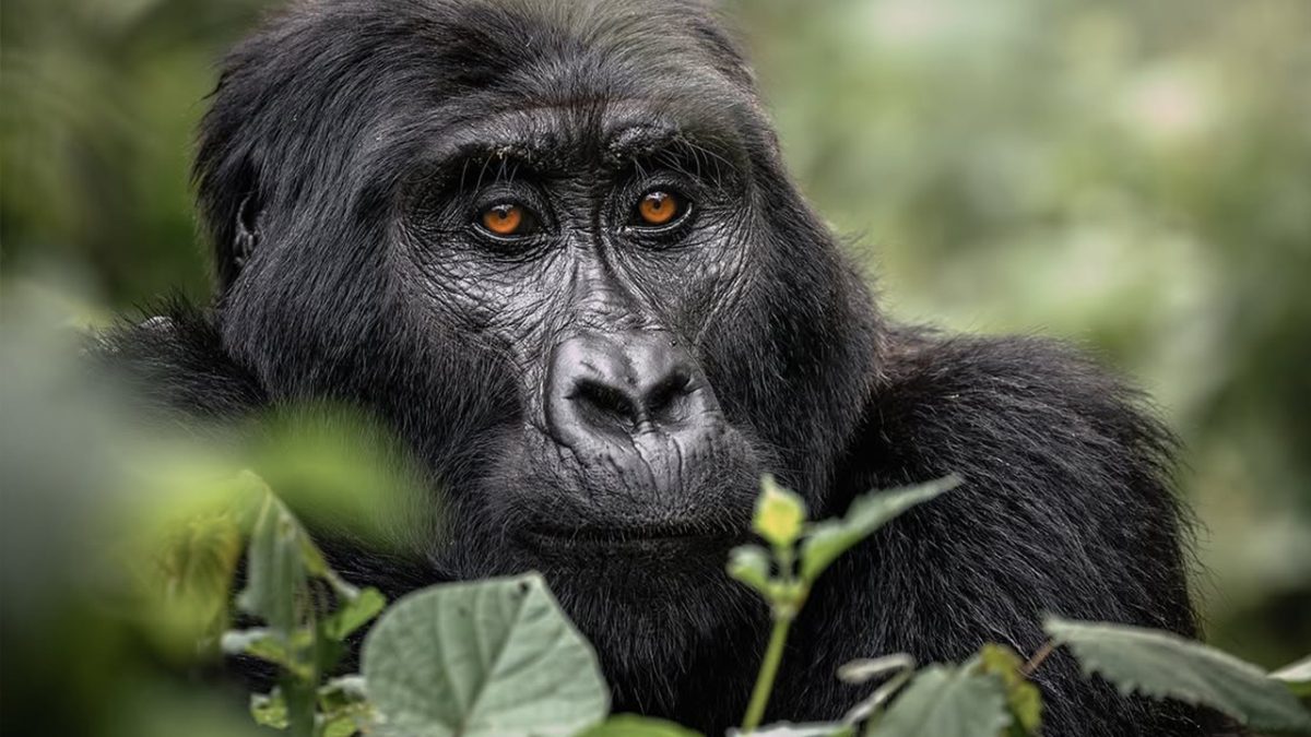 How far in advance should I book gorilla permits?