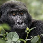 How far in advance should I book gorilla permits?