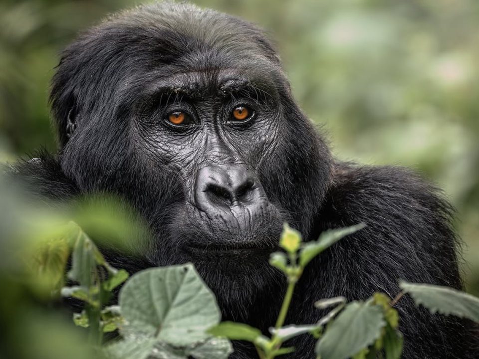 How far in advance should I book gorilla permits?