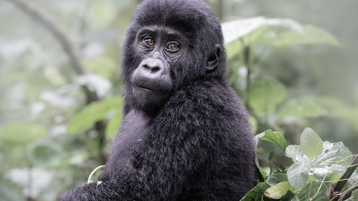 Can Seniors Go Gorilla Trekking in Bwindi?