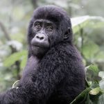 Can Seniors Go Gorilla Trekking in Bwindi?