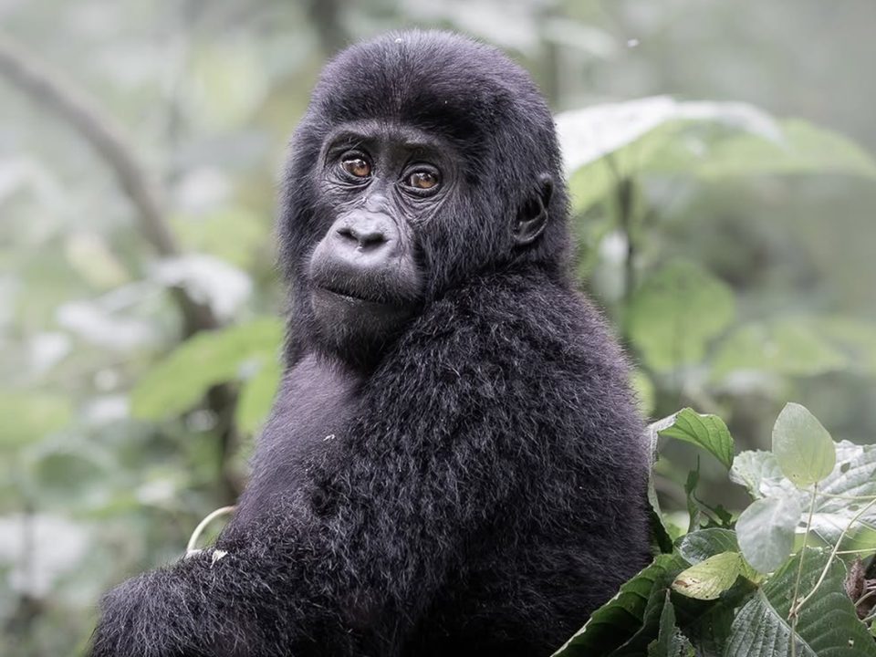 Can Seniors Go Gorilla Trekking in Bwindi?