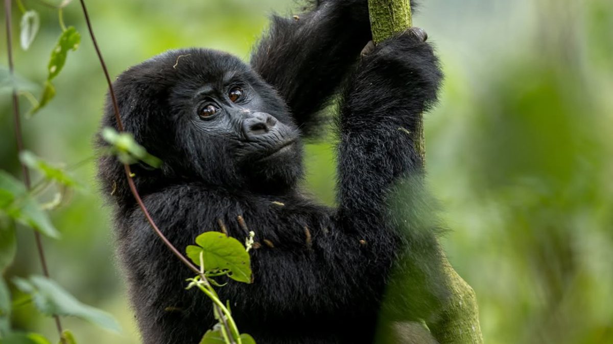 15-Day Africa Safari Experience