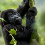 15-Day Africa Safari Experience