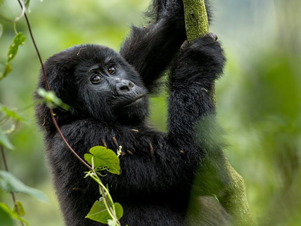 15-Day Africa Safari Experience