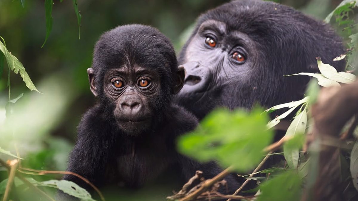Rwanda and Bwindi Gorilla Trekking