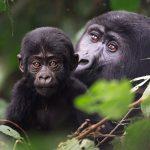 Rwanda and Bwindi Gorilla Trekking