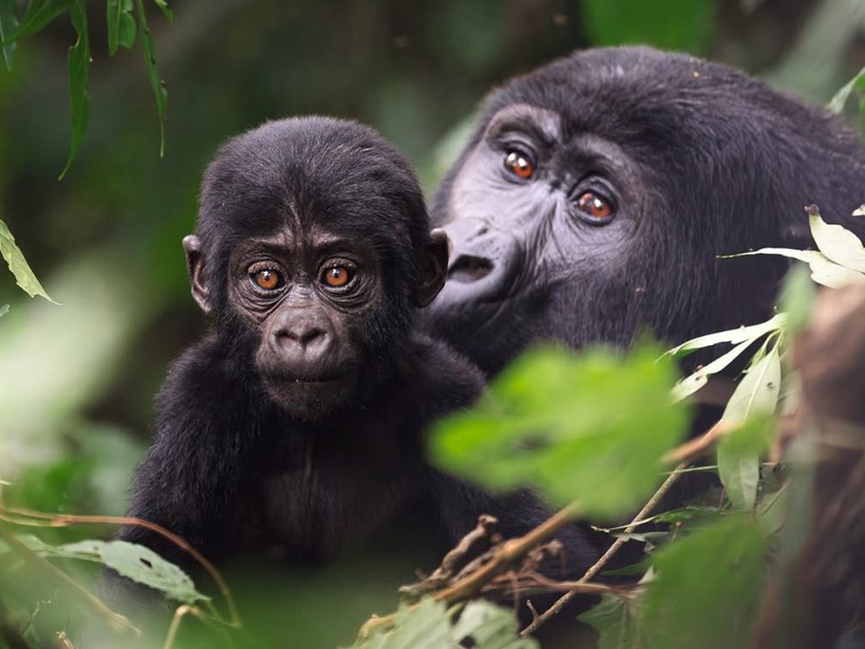 Rwanda and Bwindi Gorilla Trekking
