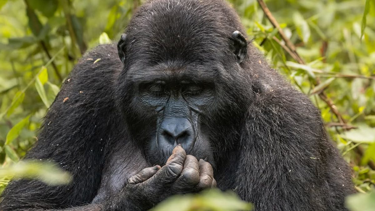 How Long Does a Gorilla Trek Take?