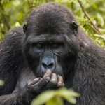 How Long Does a Gorilla Trek Take?