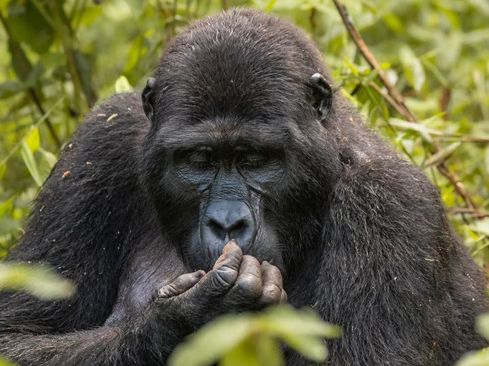 How Long Does a Gorilla Trek Take?