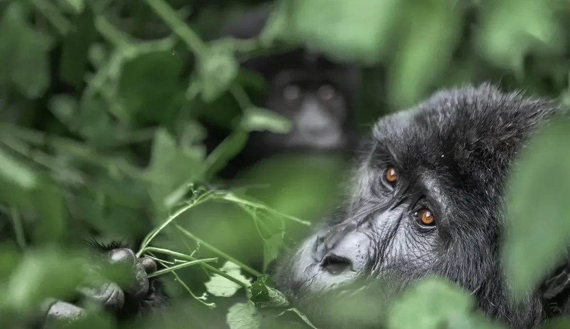 A Day in the Life of a Gorilla Trekker in Bwindi