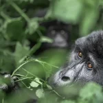 A Day in the Life of a Gorilla Trekker in Bwindi