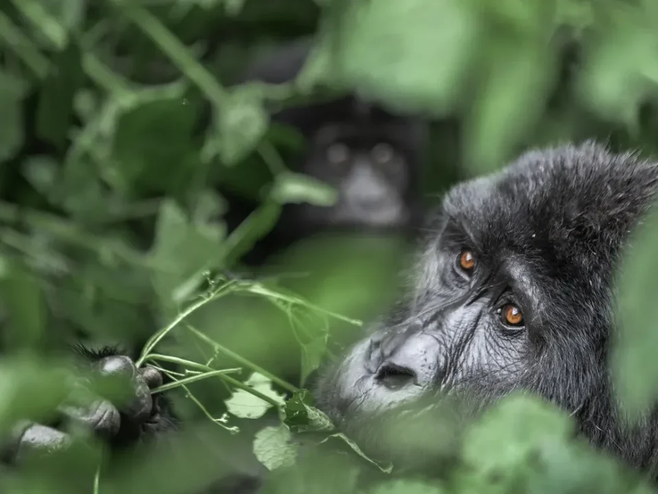 A Day in the Life of a Gorilla Trekker in Bwindi