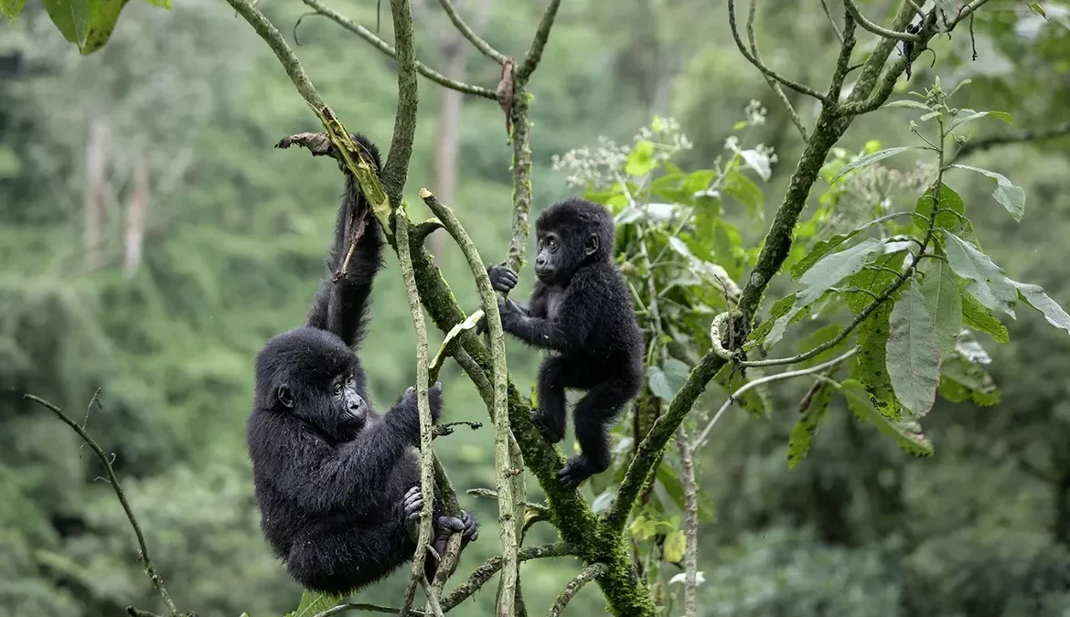 How Difficult Is Gorilla Trekking in Bwindi?