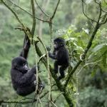 How Difficult Is Gorilla Trekking in Bwindi?