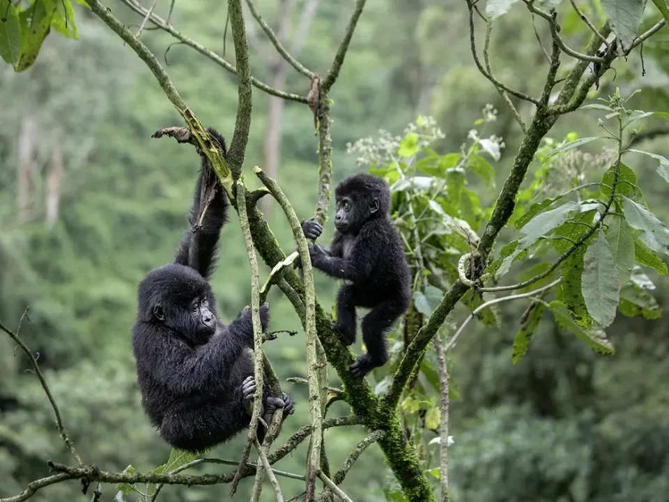 How Difficult Is Gorilla Trekking in Bwindi?