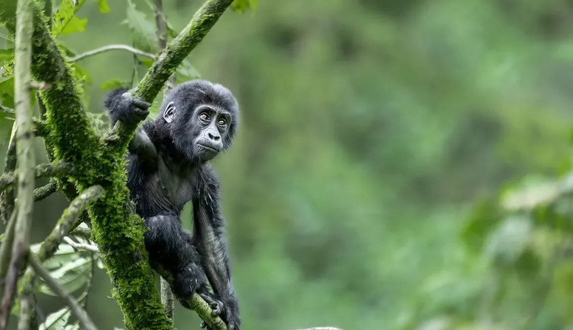 Is Gorilla Trekking in Bwindi Worth It?