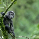Is Gorilla Trekking in Bwindi Worth It?