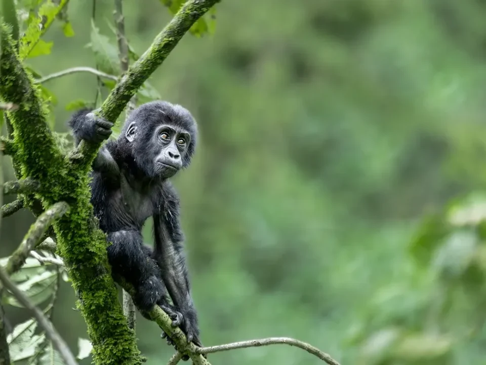 Is Gorilla Trekking in Bwindi Worth It?
