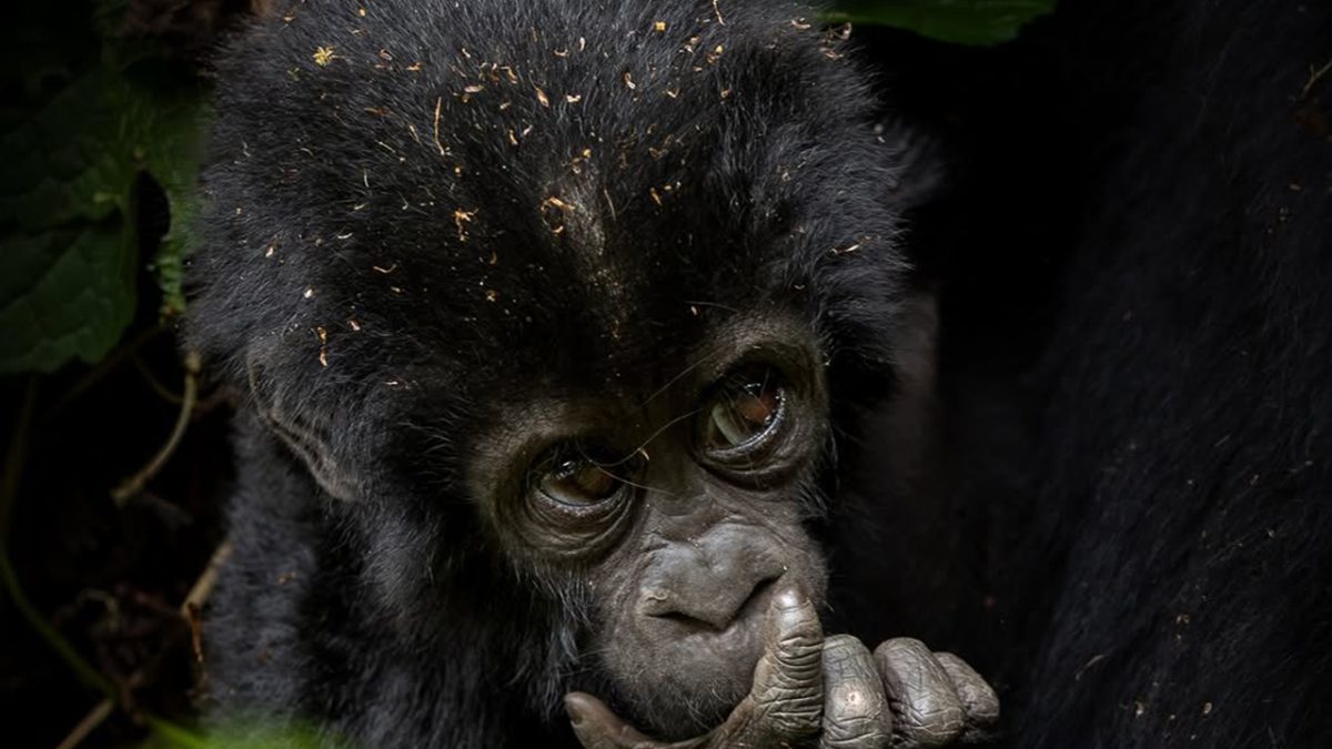Is Uganda Safe for Tourists