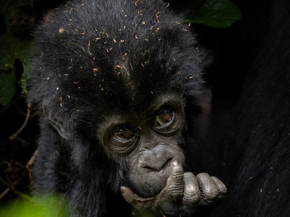 Is Uganda Safe for Tourists