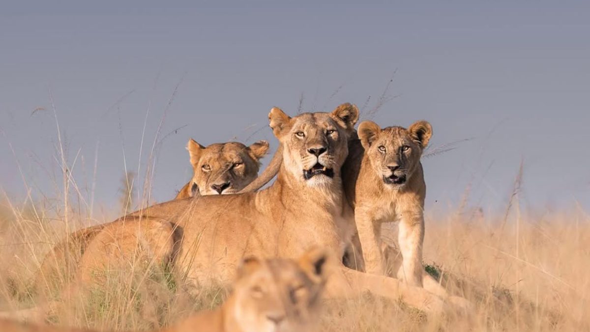 Can I really see the Big Five in Kenya?