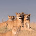 Can I really see the Big Five in Kenya?