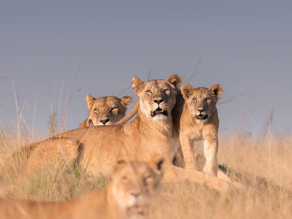 Can I really see the Big Five in Kenya?