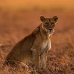 Is Kenya Safe for Tourists?