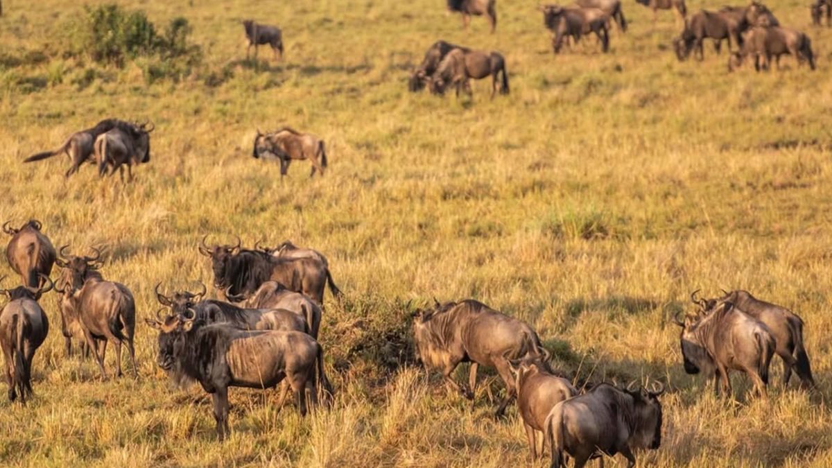 Is the Masai Mara Worth Visiting?