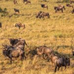 Is the Masai Mara Worth Visiting?