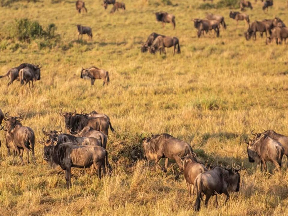 Is the Masai Mara Worth Visiting?
