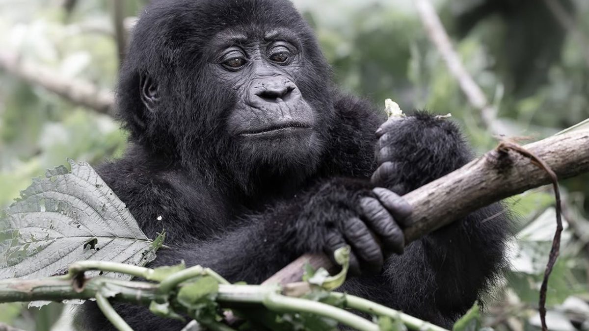 Planning a Bwindi Gorilla Trek