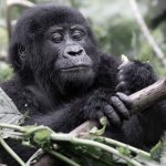 Planning a Bwindi Gorilla Trek