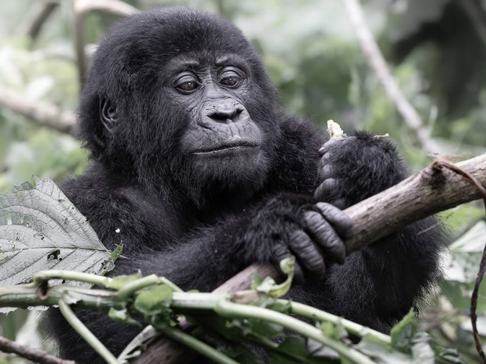 Planning a Bwindi Gorilla Trek