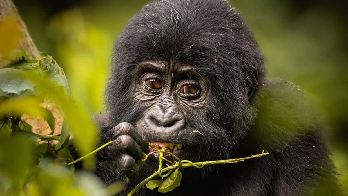 How much does a Rwanda gorilla permit cost?