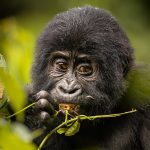 How much does a Rwanda gorilla permit cost?
