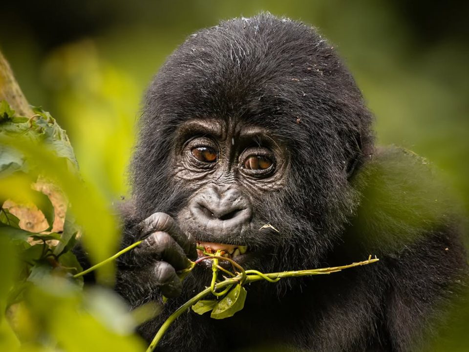 How much does a Rwanda gorilla permit cost?