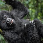 What is the best time to visit Rwanda?